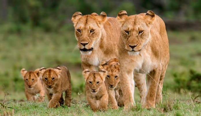 3-Day Tazama Taste of Mara Safari package